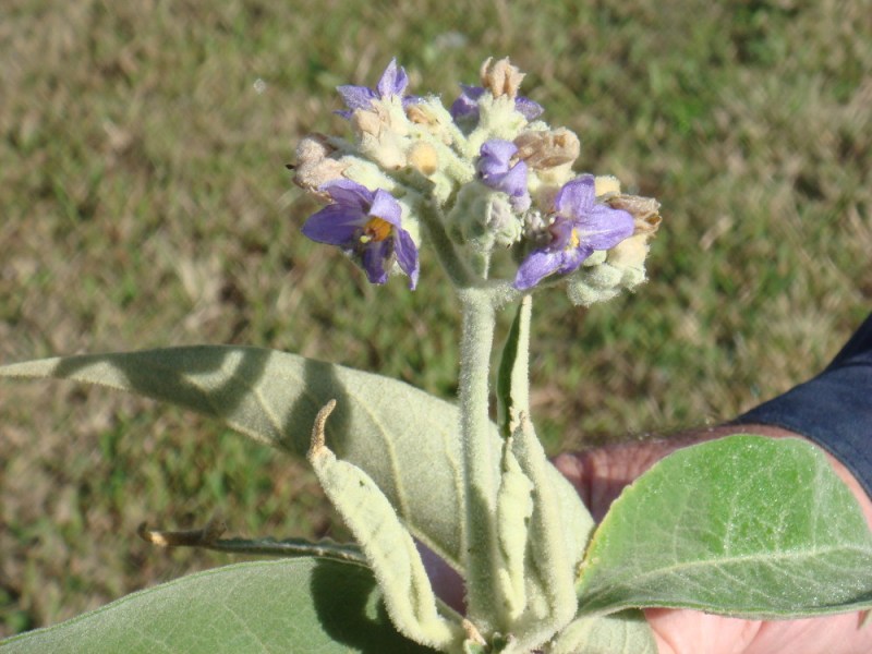 Tobacco Plant