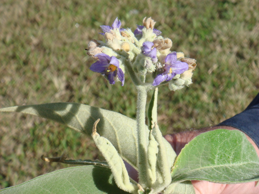wild tobacco weed