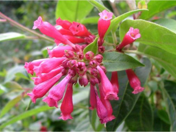 Red Cestrum