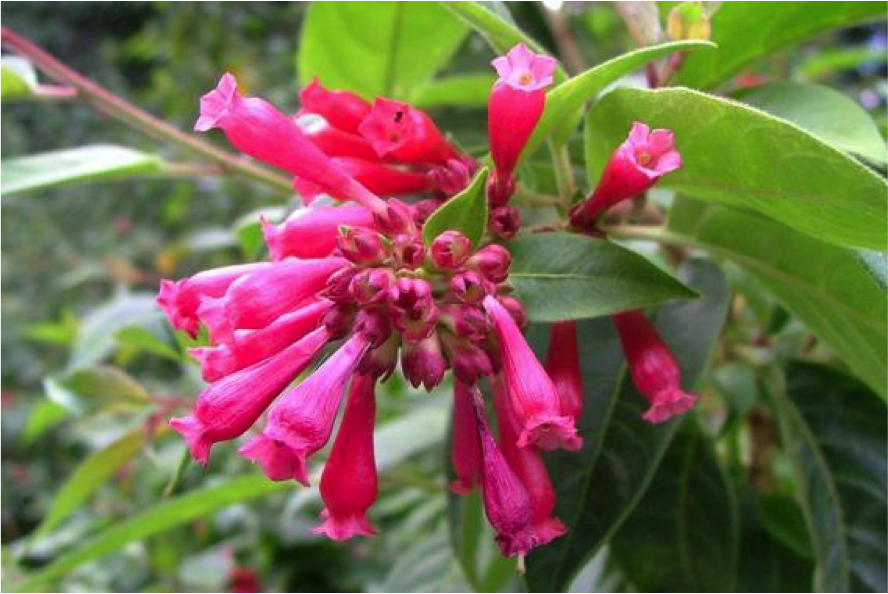 red cestrum