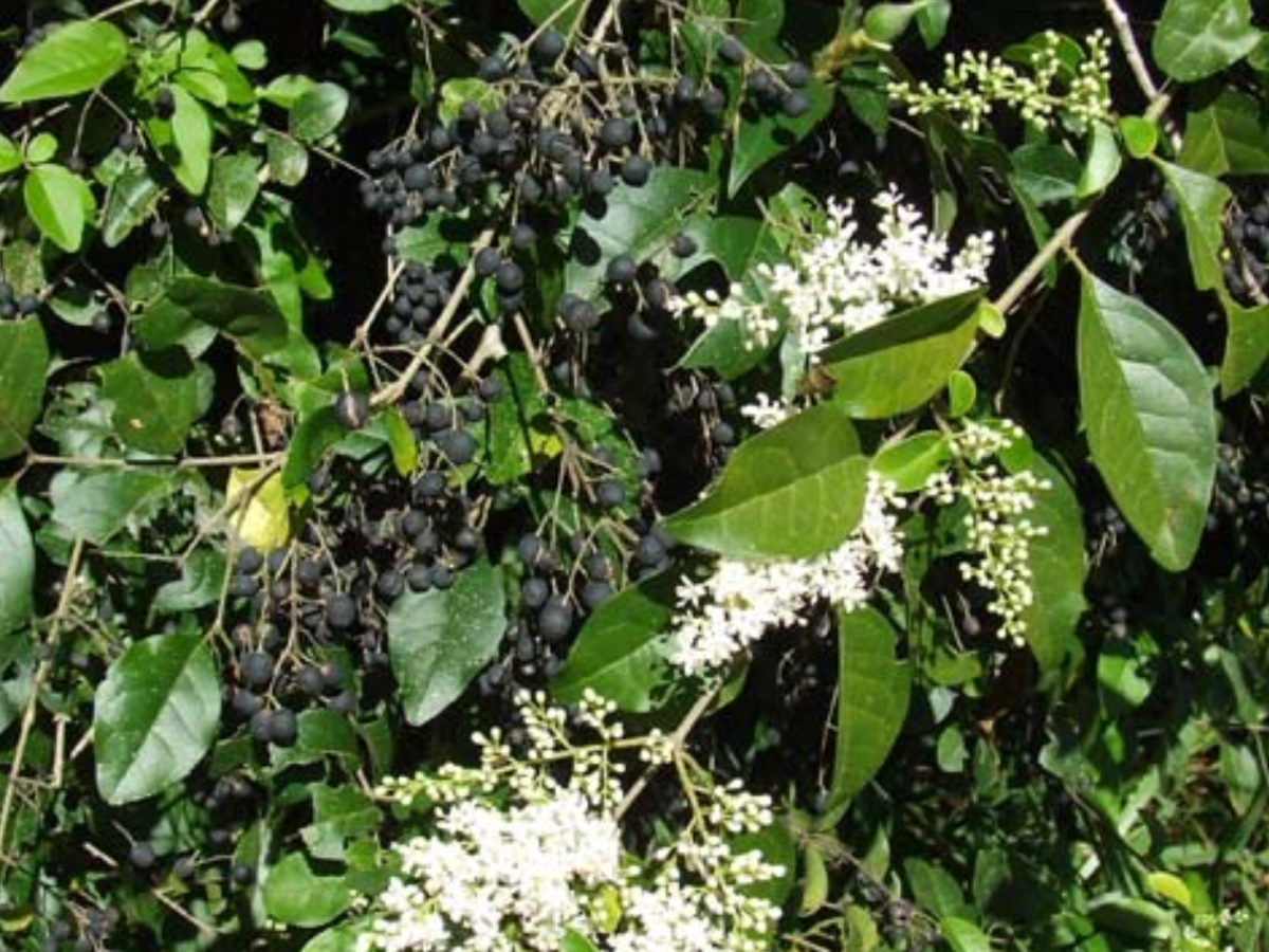 Small-leaved privet