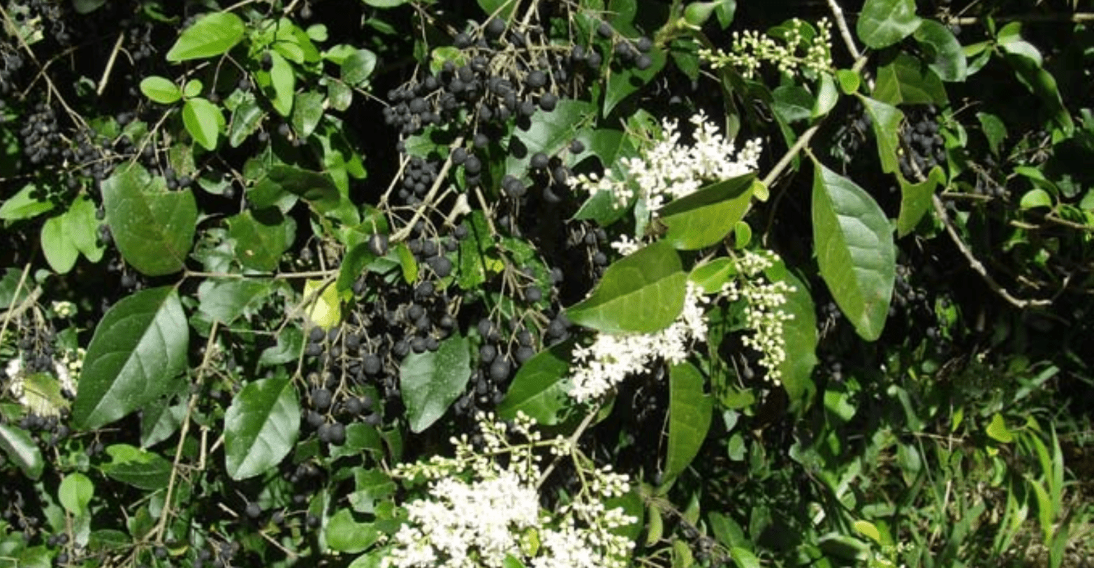 Small Leaved Privet