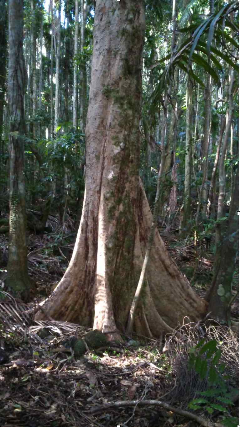 Giant water gum – Goonengerry Landcare