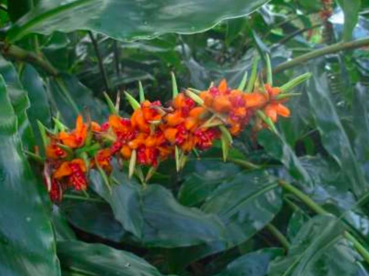 kahili ginger flower
