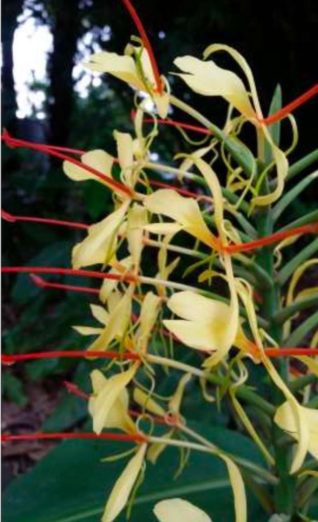 kahili ginger flower