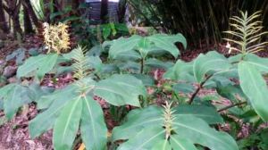 kahili ginger