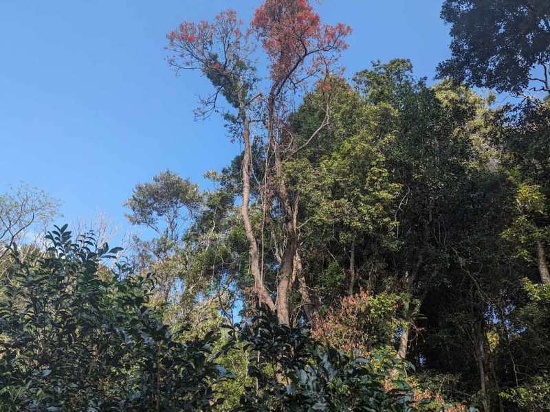 Bush Connect Program